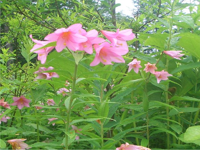 尾瀬に咲く花 山野草と庭に咲く花